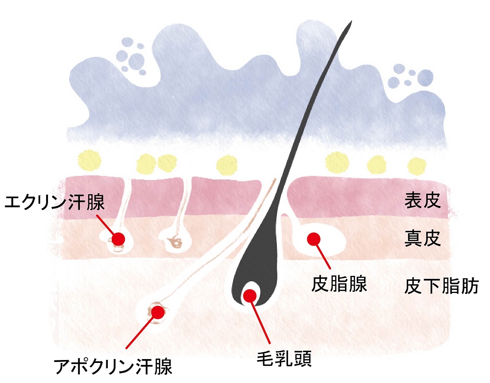 汗腺画像_(1)