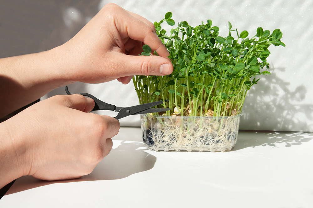 Close-up,Of,Hands,With,Scissors,Cut,Green,Sprouted,Pea,Sprouts,