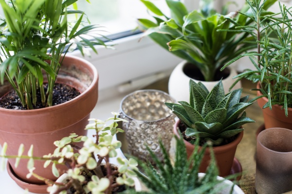 葉の尖った観葉植物……種類によっては恋愛運を下げてしまう